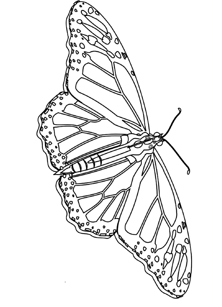 painted lady butterfly coloring page